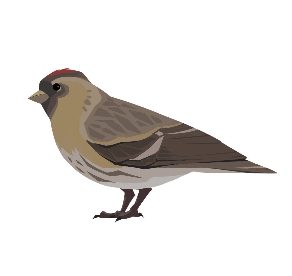 <br>REDPOLL